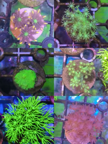 新手套餐6盘荧光草皮圣诞树手心花木耳闪千手皮革珊瑚软体绿草皮