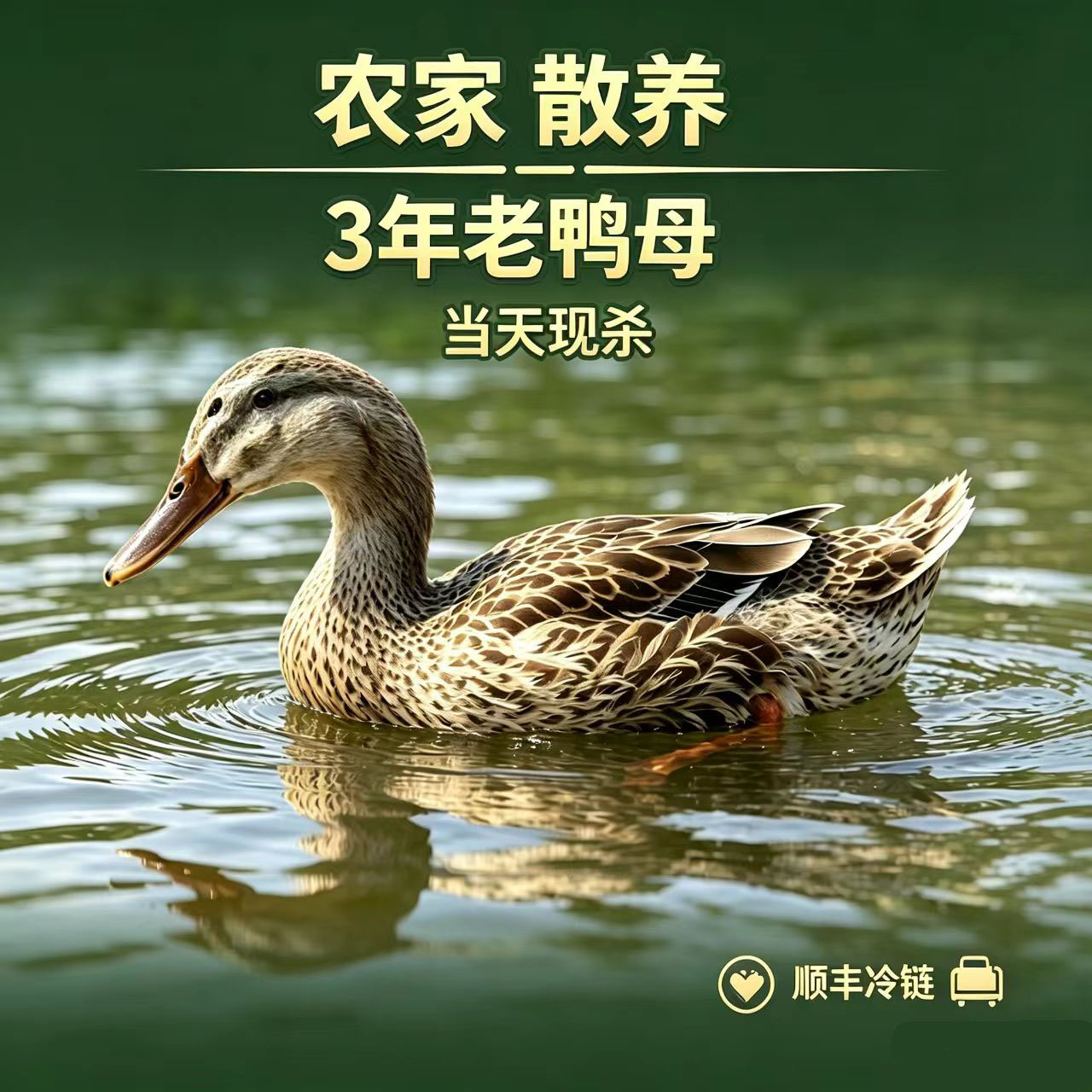 3年老鸭现杀2-3斤新鲜农家散养麻鸭整只生态老鸭子母鸭肉生鲜土鸭