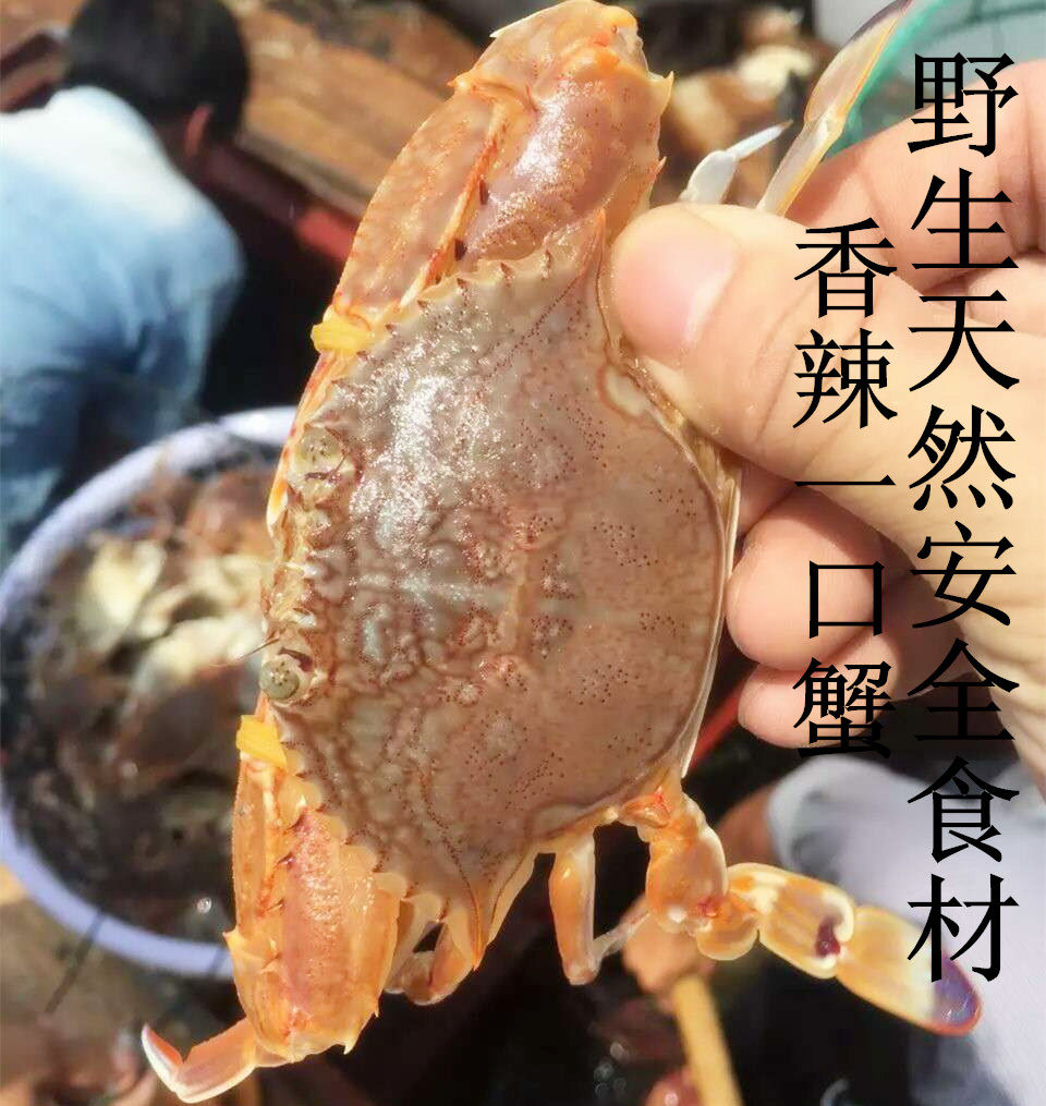 东山岛海鲜野生海捕扁蟹一口蟹鲜活膏蟹青蟹花蟹一斤