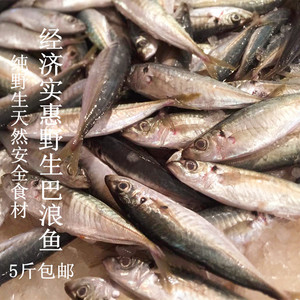 天然野生 新鲜巴浪鱼 东山岛特产海鲜 小海鱼棍子鱼 超好吃