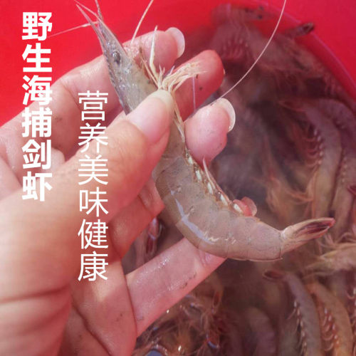 东山岛野生剑虾 近海甜虾 新鲜海虾