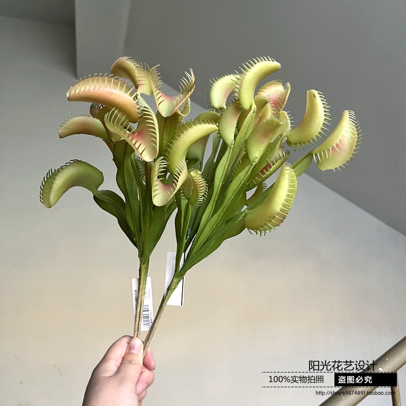 植物盆栽雨林造景植物