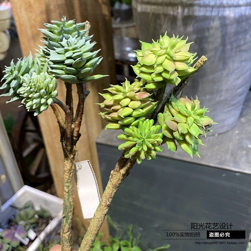 5头迷你石莲树仿真多肉绿植创意diy小盆栽微景观迷你绿植小摆件