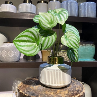 仿真迷你水晶花蜡叶青苹果竹芋叶背景墙装饰绿植小盆栽西瓜皮椒草