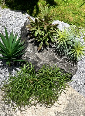 小多肉兔耳叶装饰把束绿草