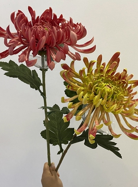 凤尾菊大丽花悟物语新中式花艺