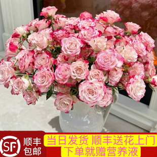 当日发货 40-50朵花10支多头玫瑰泡泡折射玫瑰花鲜切花顺丰包邮
