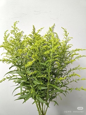 当日发货 10支黄莺草鲜花顺丰包邮送花上门