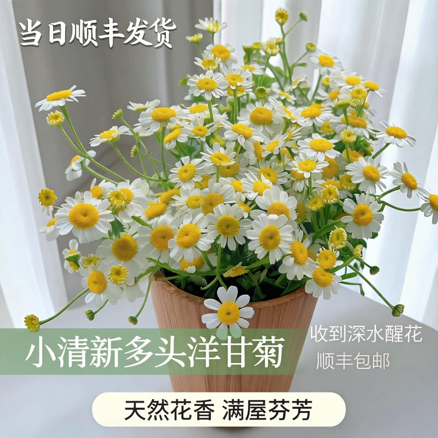 当日顺丰发货 小清新多头洋甘菊鲜花（收到深水醒花）顺丰包邮
