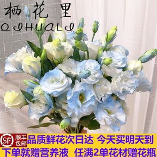 当日发货 18-25朵喷色碎冰蓝多头洋桔梗云南鲜花顺丰包邮送货上门