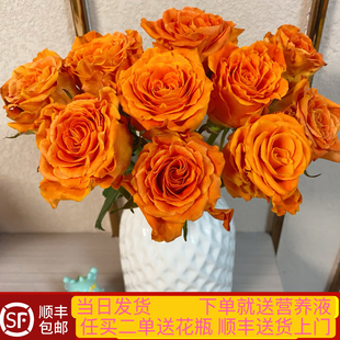 当日顺丰发货 心想事橙单头玫瑰橙色系鲜切花顺丰包邮送花上门