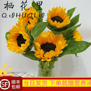 当日发货 10支和3支黑心向日葵云南鲜花顺丰包邮送货上门