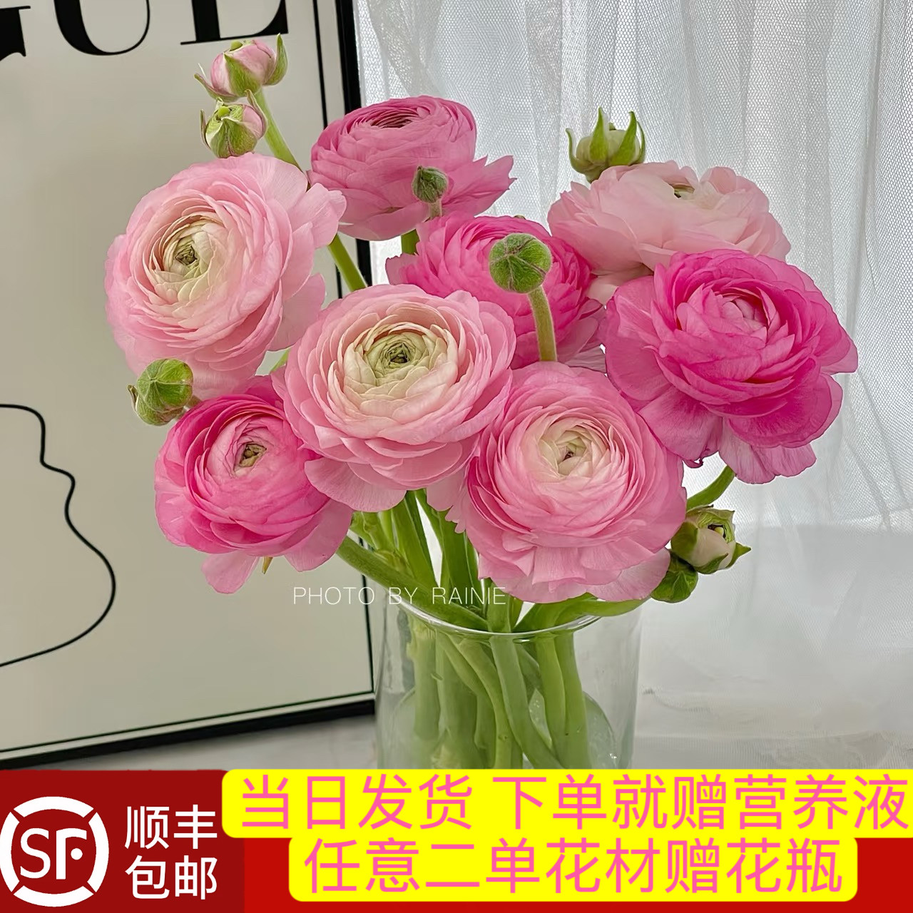 当日发货 8支粉色橙色洋牡丹鲜花鲜切花顺丰包邮送花上门,鲜花速递/花卉仿真/绿植园艺,花材,淘宝优惠券,粉丝福利购,淘宝优惠卷