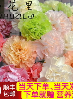 当日顺丰发货 混色单头康乃馨鲜花花束花期超长顺丰包邮送货上门