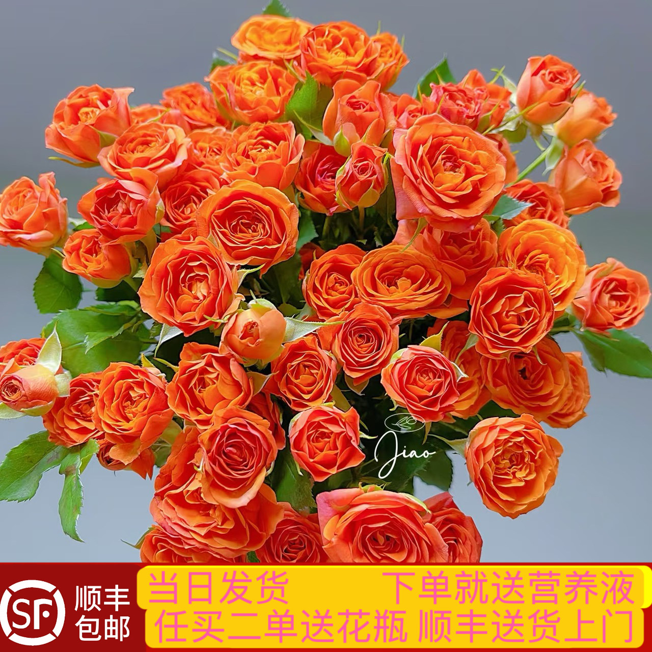 当日发货 40-50朵花10支多头玫瑰橙色芭比鲜花顺丰包邮送货上门,鲜花速递/花卉仿真/绿植园艺,花材,淘宝优惠券,粉丝福利购,淘宝优惠卷