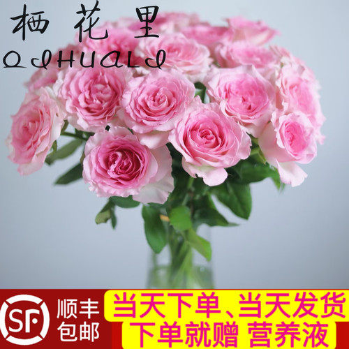 当日顺丰发货 10支洛神花魁单头粉色玫瑰鲜切花顺丰包邮送花上门
