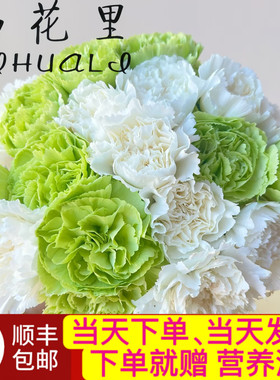 当日顺丰发货 清凉一夏10支白色绿色混搭康乃馨鲜花组合花束包邮