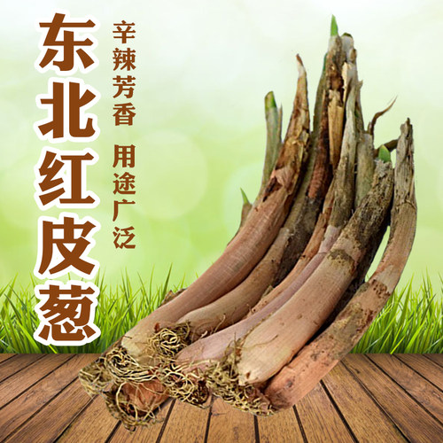 雪山高寒老式直接葱味十足花盆
