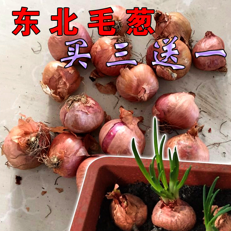 东北特产毛葱鬼子葱珠葱小圆葱红葱头500克