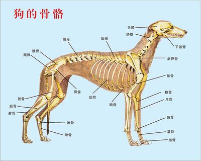 770狗的骨骼解剖结构示意图上墙挂图贴画纸展板素材海报印制1456