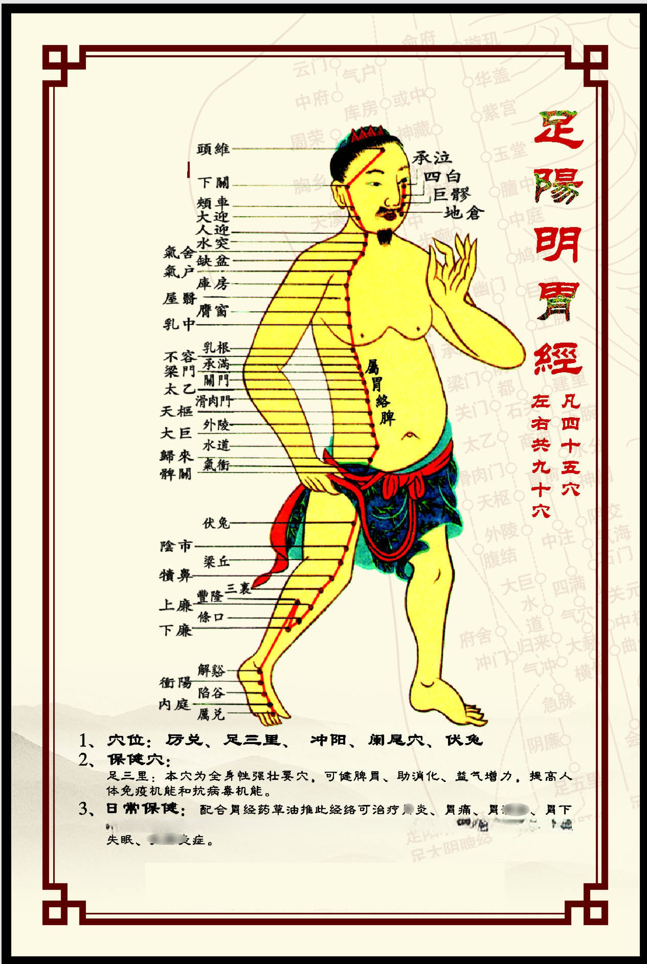 338居家海报展板喷绘贴纸图片37人体穴位经络图足阳明胃经