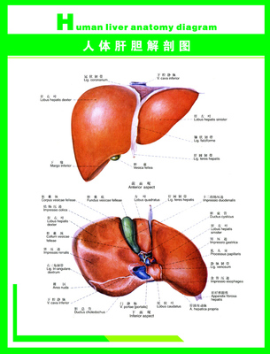 338居家海报展板喷绘贴纸图片133人体科普人体肝胆解剖图
