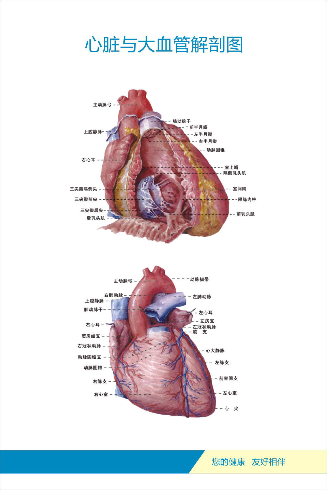 733居家海报展板喷绘贴纸图片121人体器官心脏与大血管解剖图