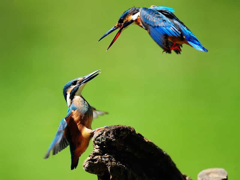 538居家海报展板喷绘素材贴纸图片411翠鸟