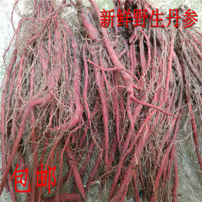 野生丹参血参根红参紫丹参茶现挖新鲜丹参根红参茶500克包邮