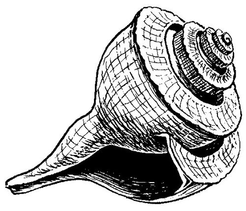 设计素材 Dover 海洋生物素材 Seashore Life Illustrations 207P