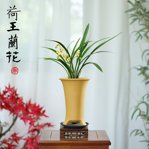 沐兰工坊名品荷王浓香好养兰花