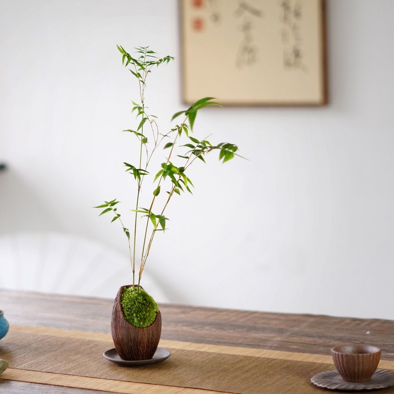 米竹苔藓紫砂盆景办公桌茶桌面中式禅意盆栽室内摆件凤尾竹姬翠竹
