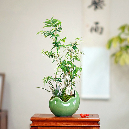 清雅米竹盆景中式盆栽带盆栽好