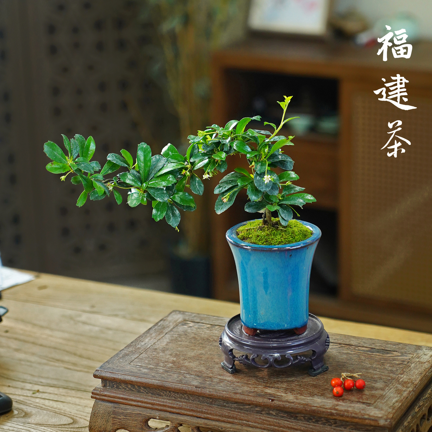 悬崖造型福建茶中式盆景