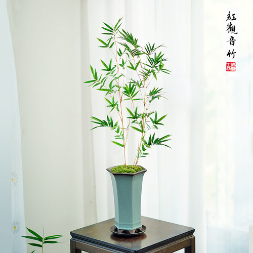 红竹中式客厅清雅精致带盆栽好