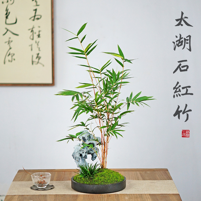 红观音竹红竹山水盆景仿真太湖石盆景办公室书房茶桌面好养盆栽_虎窝淘