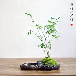 粗陶日式 米竹盆景凤尾竹子盆栽苔藓新中式 小绿植办公桌茶桌面室内