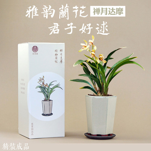 沐兰工坊礼品精装兰花带盆栽好