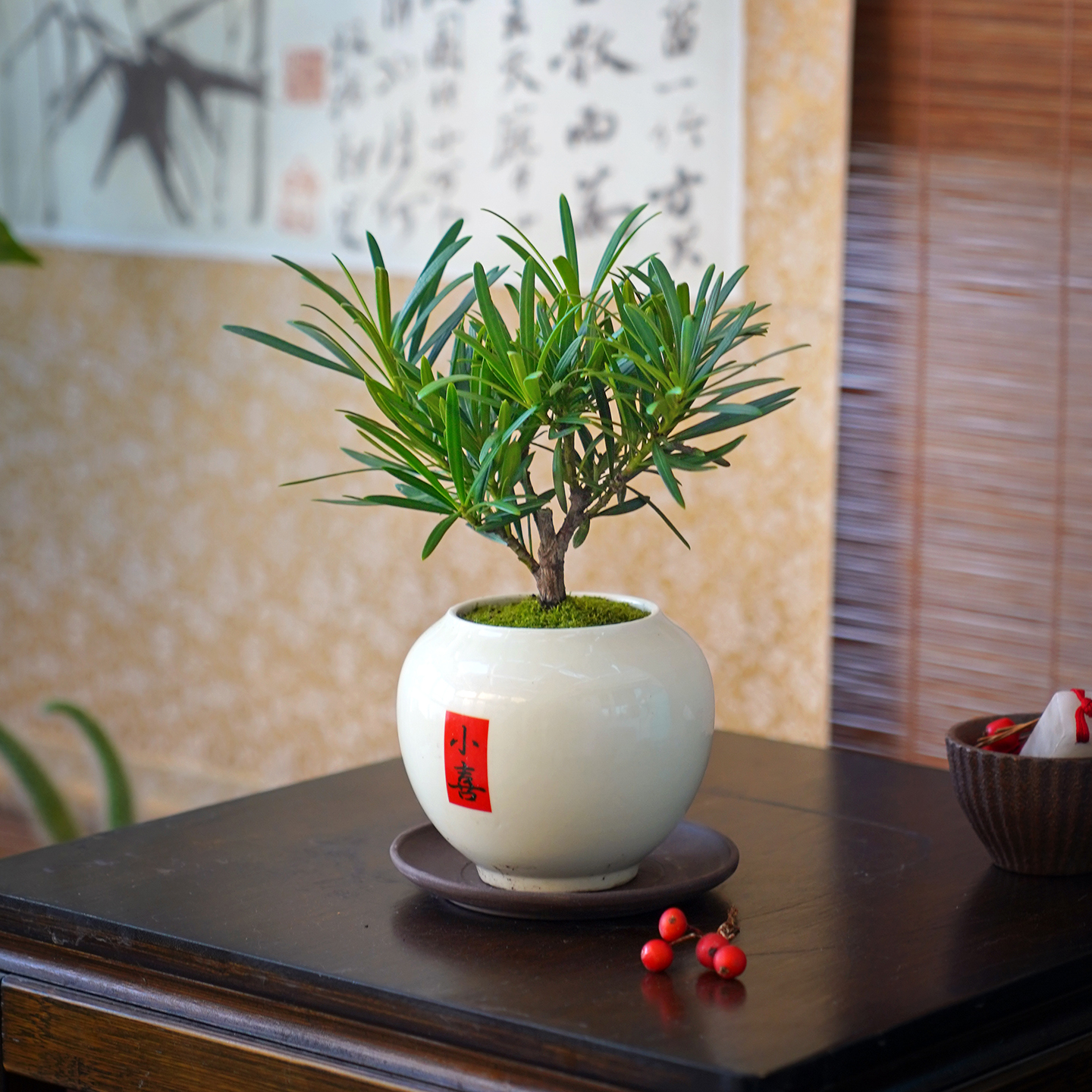 老桩罗汉松小盆景室内耐阴好养