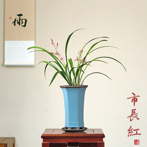 市长红建兰四季兰好养浓香国兰