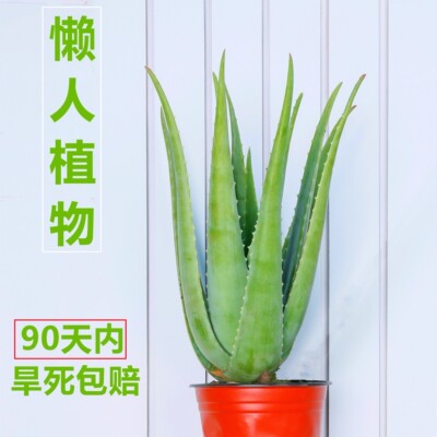 10年库拉索芦荟可食用美容芦荟盆栽懒人多肉植物大型室内盆栽绿植
