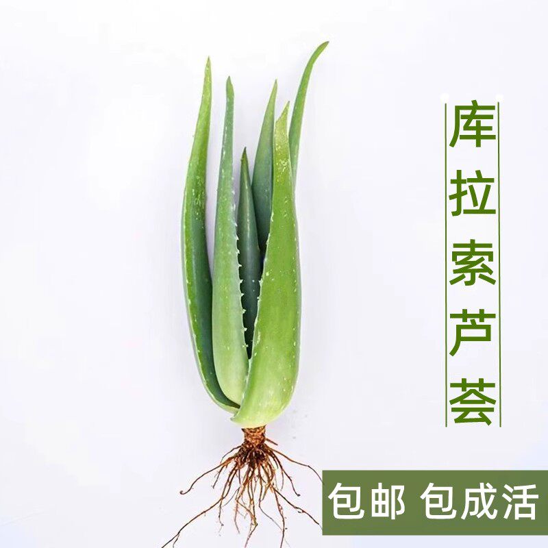 库拉索芦荟盆栽 美容芦荟植物食用芦荟绿植芦荟苗芦荟可食用鲜叶