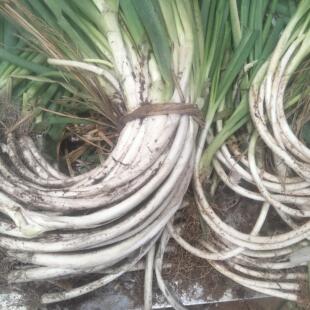 新鲜葱大葱云南蔬菜安宁大弯葱2000克特价农副产品现挖非山东大葱