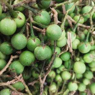 云南新鲜蔬菜顺丰包邮苦果1000克傣味佐料食材现摘现发凉拌炒油炸