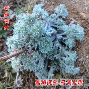 新鲜茵陈中药材天然绵茵陈白蒿山野菜茵陈蒿现采新鲜茵陈带根整棵