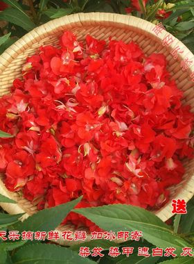 新鲜凤仙花 红色指甲草花 小桃红干花瓣凤仙透骨草纯植物染发染甲