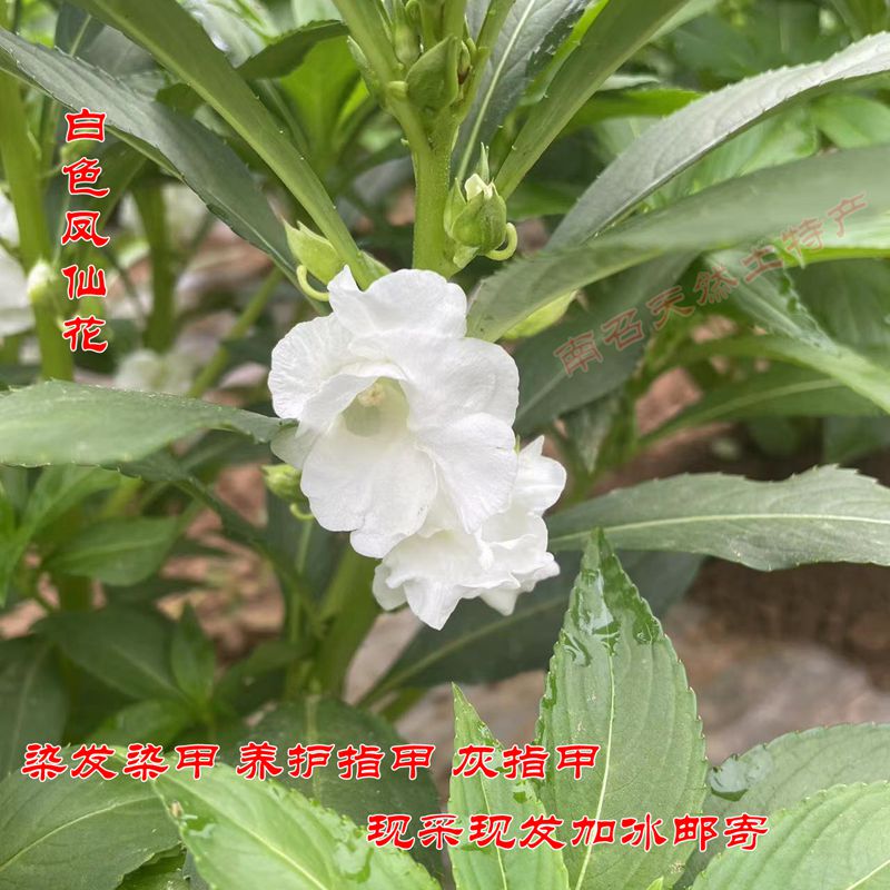 新鲜凤仙花 白色指甲草花 小桃红花粉染发染甲凤仙透骨草种子包邮