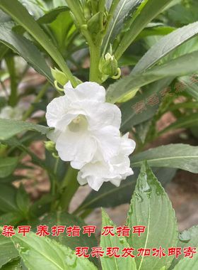 新鲜凤仙花 白色指甲草花 小桃红花粉染发染甲凤仙透骨草种子包邮
