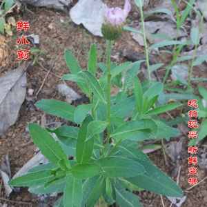 鲜小蓟新鲜刺菜中药材