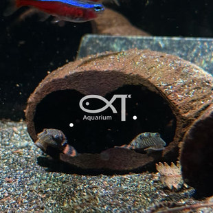 短鲷躲避屋 南美缸果壳 南美缸造景 鱼缸躲避屋 异型躲避 造景